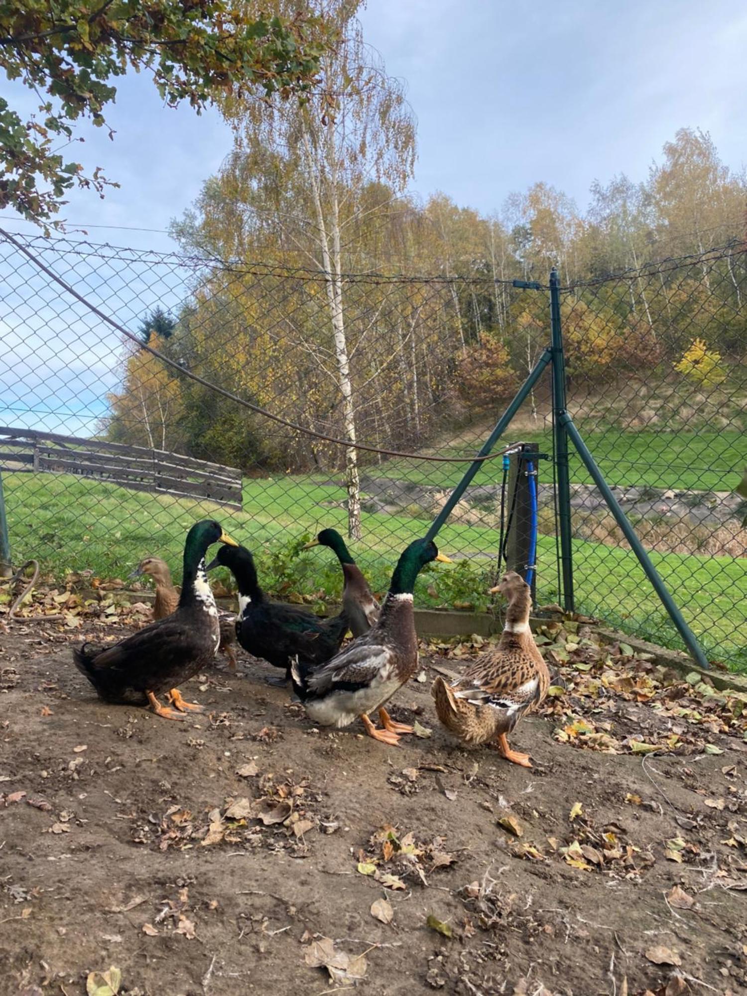 Villa Na Uboczu Gryfów Śląski Esterno foto